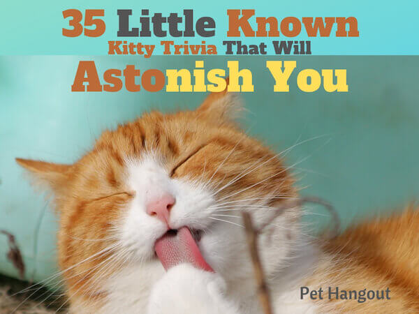 35 little known kitty trivia that will astonish you